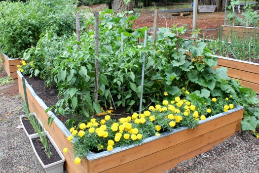 Pacific NW raised bed garden