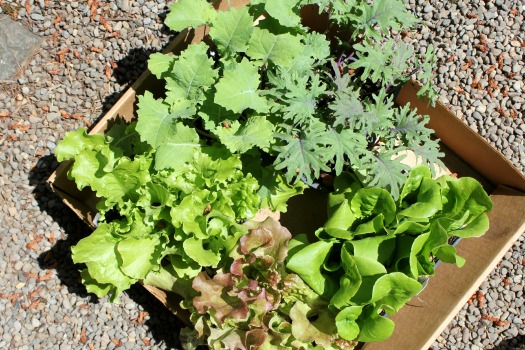 Pacific NW Spring Gardening Tips