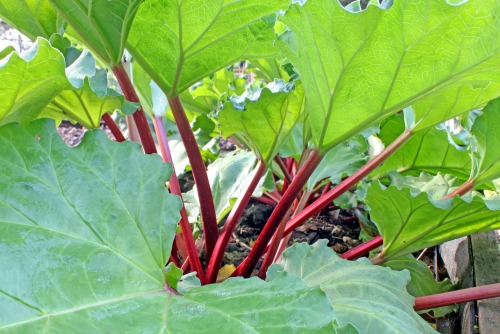 how-to-grow-rhubarb-1
