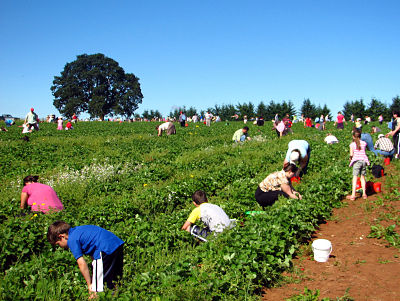 picking strawberries with kids
