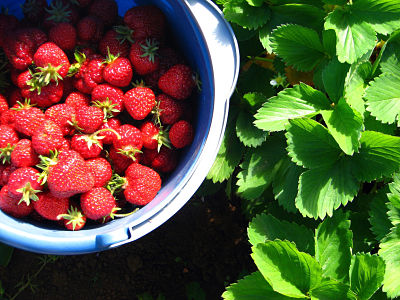 Bowl of fresh picked strawberries