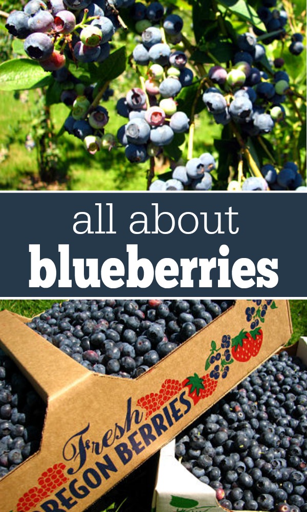 All About Blueberries: Everything you need to know about blueberries -- nutritional benefits, when to pick, and tons of blueberry recipes!