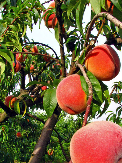 Selecting Peaches for Preserving