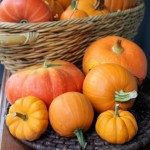 50 Easy Pumpkin Recipes