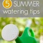 summer watering tips