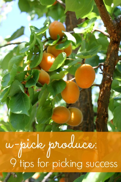 U-Pick Produce Tips