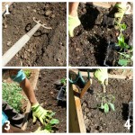 planting tips for vegetable seeds