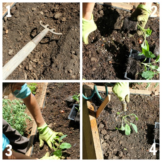 How to transplant small vegetable starts
