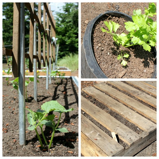 Vegetable planting options: container, pallet, and trellis 