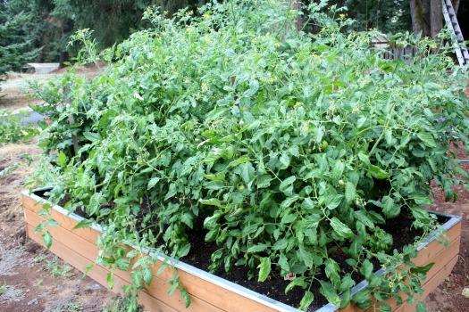 Growing tomatoes in a raised garden bed