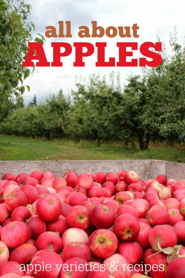 All About Apples: Learn about the different apple varieties and which ones to choose for baking, saucing, and eating!