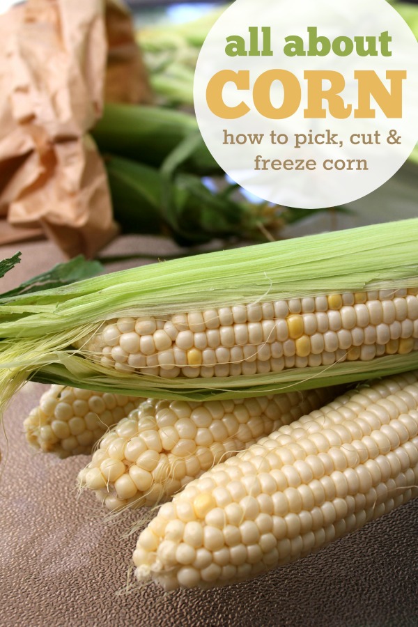 All About Corn: Learn how to pick, cut, and freeze summer corn!
