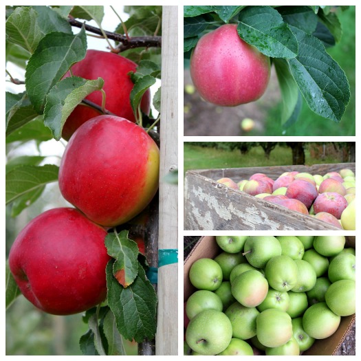 Pacific NW apples