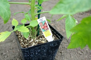 how-to-transplant-tomatoes