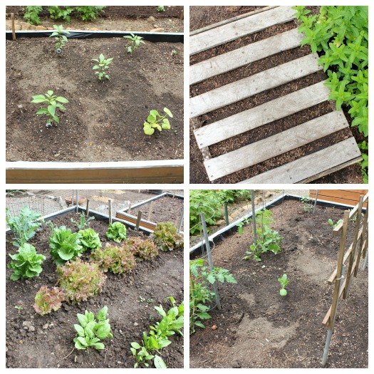 Pacific NW Raised Bed Garden