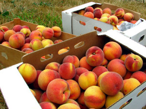 picking-peaches