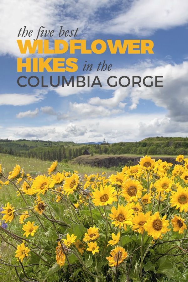 Do you love to hike? Check out these 5 wildflower hikes in the Columbia Gorge (Portland, Oregon area)!