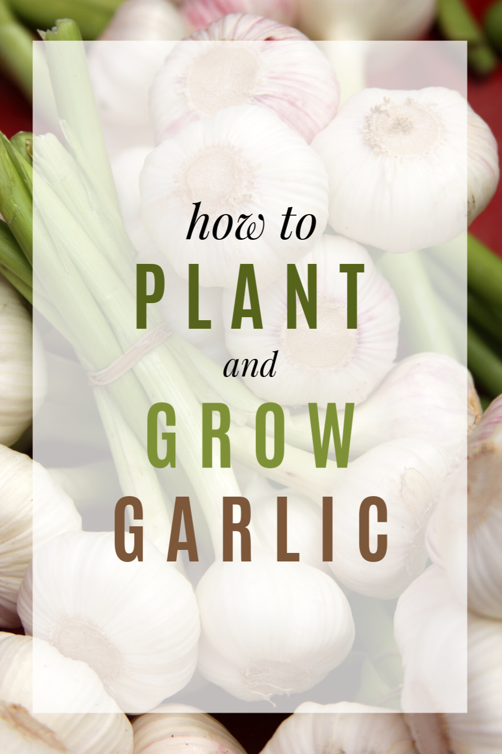 https://www.frugallivingnw.com/wp-content/uploads/2020/02/how-plant-grow-garlic.jpg