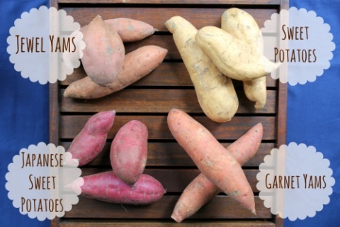 Yams and Sweet Potatoes: Is there a difference? - Frugal Living NW